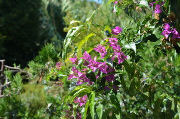 Obraz premium flowers in the garden