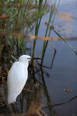 A young egret lives near a pond in the North China Plain