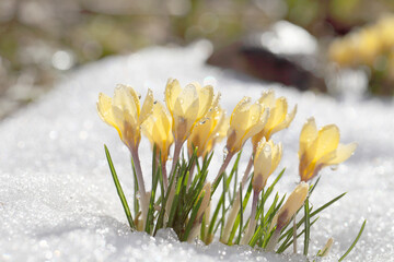 Fototapeta na wymiar Hello spring - the first flowers after winter, beautiful background for a postcard. Crocuses bloom in the snow, cover saver.