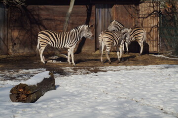 zebras at the zoo in winter scenery © skorpionik00