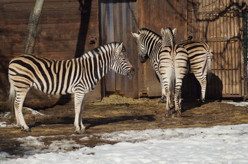 Fototapeta na wymiar zebras at the zoo in winter scenery