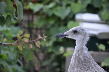 close up of a baby gull