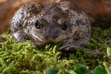 Pelobates fuscus, garlic toad, common  spadefoot, close-up.