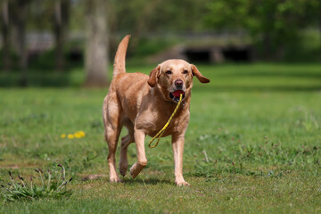 Golden labrador with ball on a rope toy