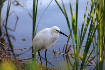 A young egret lives near a pond in the North China Plain
