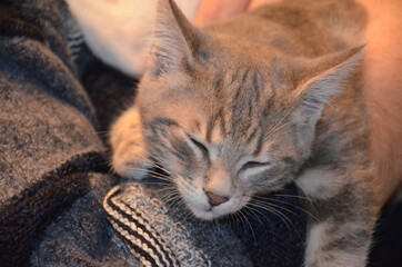 baby cat with a hand, grey tabby kitty in lap