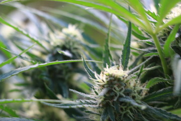 Duo de têtes de cannabis