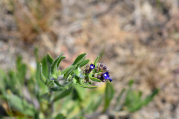 Common bugloss