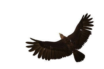 Golden Eagle in flight seen from above, 3D illustration isolated on white background.