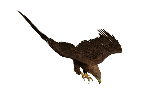 Golden Eagle diving to catch prey, 3D illustration isolated on white background.