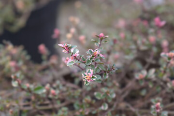 Foxley Thyme