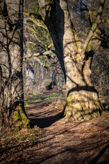 Waldweg