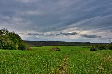 Wald im Fr&uuml;hling