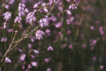 Erica erigenea pink flowers