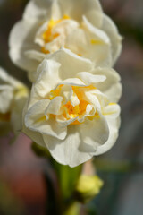 Naklejka na ściany i meble Daffodil Cheerfulness