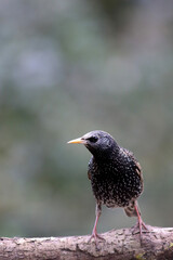 Etourneau commun Sturnus vulgaris perché