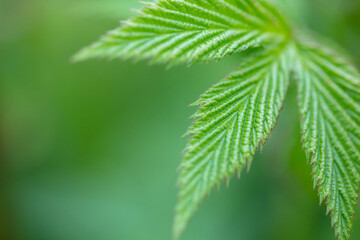Beautiful and textured green leaf close-up.