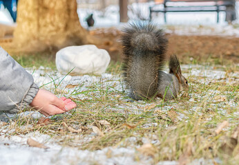 An unrecognizable boy in a winter park is trying to feed squirrel by pine nuts from the hand. Lush squirrel tail.