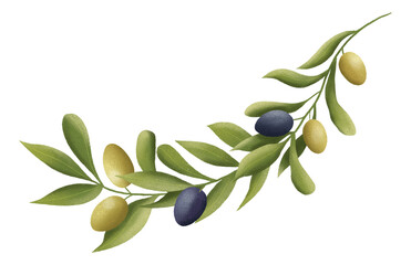 Obraz na płótnie Canvas Hand drawn isolated symmetrical olive branch. Olives illustration clipart. Botanical illustration. Symmetrical olives arrangement. 