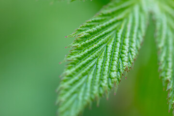 Beautiful and textured green leaf close-up.