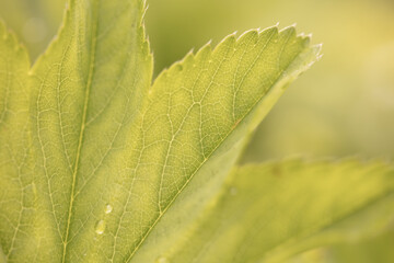 Beautiful and textured green leaf close-up.