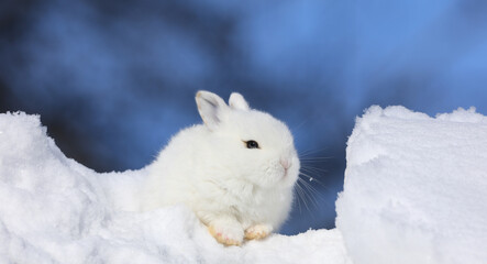 Cute white Easter bunny in the snow
