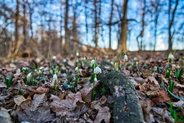 Wald im Frühling