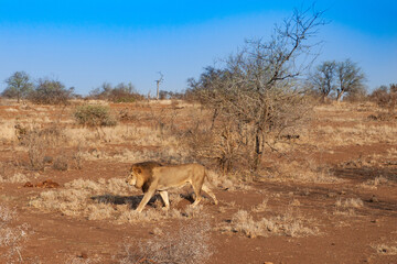 a lion walks on the savanna