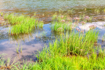 Wetland plants . Green Nature of Swamp