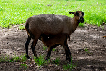 Schaf mit Lamm