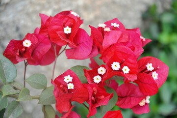 red hibiscus flower