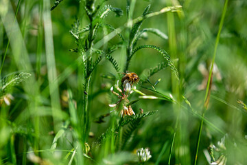 Biene im Gras
