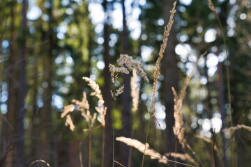 Wald im Frühling Natur erwacht