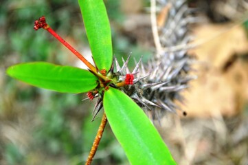dragonfly on a leaf