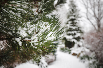 Christmas tree branches sprinkled with snow in winter