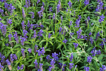 Sweet little purple flowers. Flower carpet. Natural summer background
