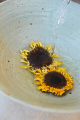 Dried sunflower tea in a traditional porcelain bowl