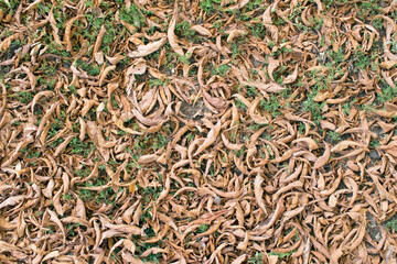 Faded chestnut foliage on the ground. Autumn leaves for background. Top view