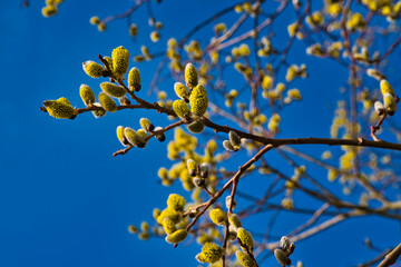 Wald im Frühling Natur erwacht