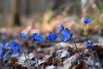 Wald im Frühling Natur erwacht
