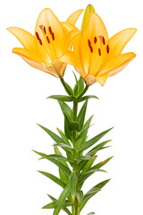 Orange flower of asian lily, isolated on white background