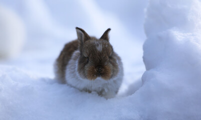 Cute brown Easter bunny in the snow