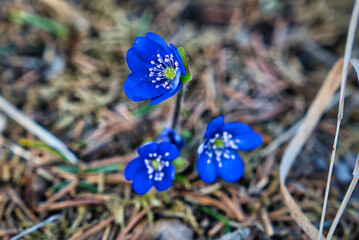 Wald im Frühling Natur erwacht