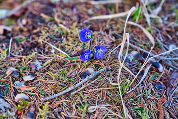 Wald im Frühling Natur erwacht