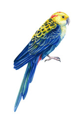 Parrot on isolated white background, tropical bird watercolor painting, illustration