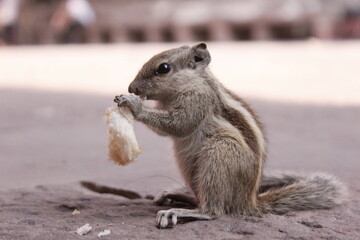 Squirrel and his bread
