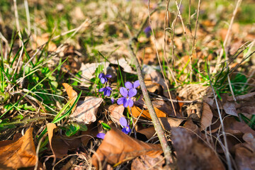 Wald im Frühling Natur erwacht