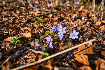 Wald im Frühling Natur erwacht