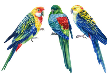 Parrots on isolated white background, bright bird watercolor painting, illustration