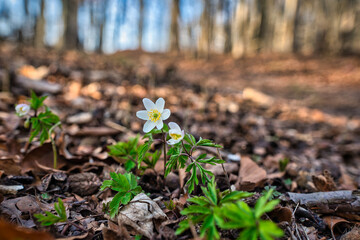 Wald im Frühling Natur erwacht